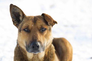 Sarı bir köpek pet açık havada beyaz karda Close-Up