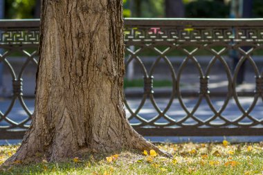 Eski paslı metal çit bir sabah güneş ışığı Parkı içinde ağaç gövde. Eski büyük ağaçlar yeşil çim ve düşen yapraklar'ın bahçesinde bir Şehir Parkı.