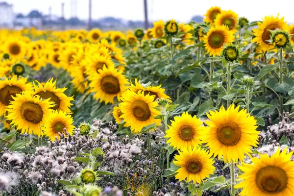 Žluté slunečnice v létě pole detail — Stock fotografie