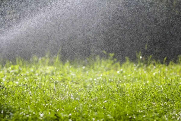 Vers gras met vallende druppels ochtend regenwater. Mooie zomerse achtergrond met bokeh en onscherpe achtergrond. Lage scherptediepte. — Stockfoto