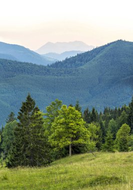 Dikey Resim güzel yeşil orman ve mavi dağ. C