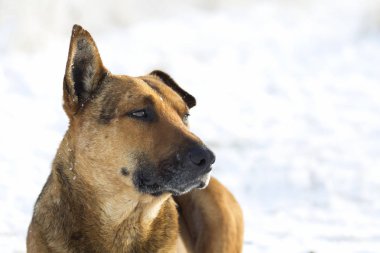 Sarı bir köpek pet açık havada beyaz karda Close-Up
