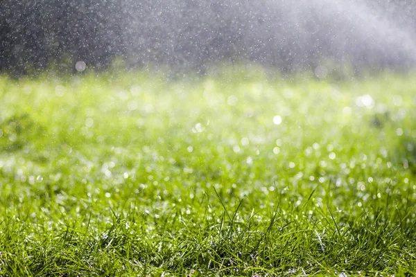 Grünes frisches Gras mit fallenden Tropfen morgendlichen Regenwassers. schöner Sommerhintergrund mit Bokeh und verschwommenem Hintergrund. geringe Schärfentiefe. — Stockfoto