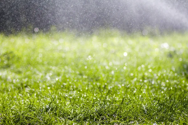 Erba fresca verde con gocce cadenti di acqua piovana mattutina. Bellissimo sfondo estivo con bokeh e sfondo sfocato. Bassa profondità di campo . — Foto Stock