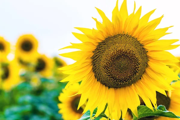 Tournesol jaune dans le champ gros plan — Photo