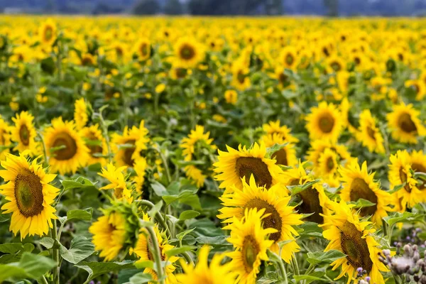 Tournesol jaune dans le champ gros plan — Photo