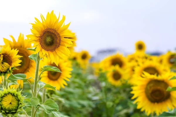 Tournesols jaunes en champ d'été close-up — Photo