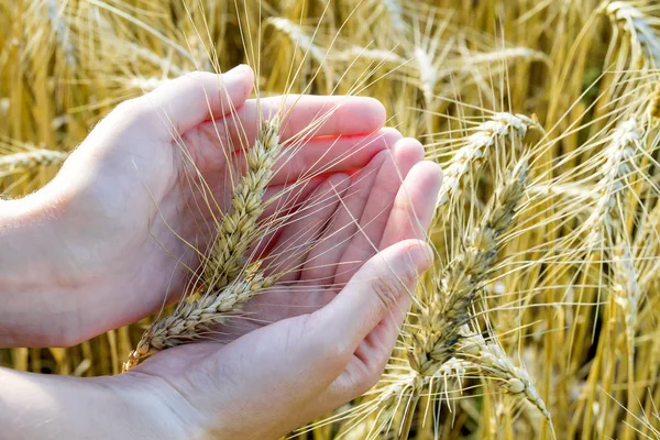 Wheat ears in woman's hand. Field on sunset or sunrise. Harvest Stock Image