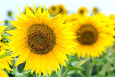 Sarı ayçiçeği yaz alan yakın çekim