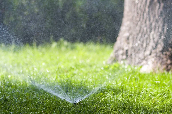 スプリンクラーの水は夏の暑い日に庭の草に水を噴霧します。自動散水芝生。園芸と環境の概念. — ストック写真