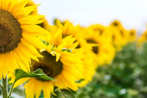 Girasole giallo nel campo primo piano — Foto Stock