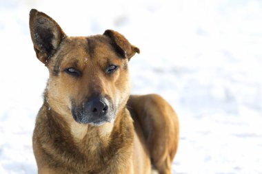 Sarı bir köpek pet açık havada beyaz karda Close-Up