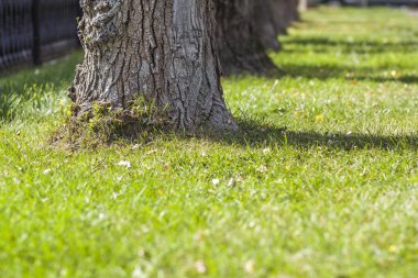 Bir sabah güneş ışığı park perspektifte ağaçlarının gövdeleri görüntüleyin. Eski bir şehir parkı yeşil çim ve düşen yapraklar'ın bahçesinde büyük ağaçlar kürek.