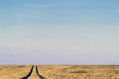 Bir buğday alan peyzaj yaz aylarında toprak yol yol