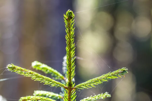 小さな森の背景に松の木の植物の若い緑のトウヒ。自然と環境保護の概念が大好き. — ストック写真