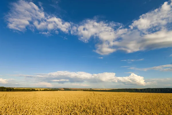 Žluté pšeničné pole pod modrou oblohou — Stock fotografie