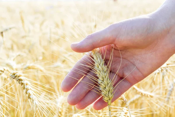 Wheat ears in woman's hand. Field on sunset or sunrise. Harvest — Stock Photo, Image