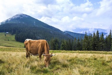 Güzel kahverengi inek yeşil mera otlatma pastoral görünümü alan fr