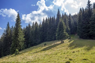 Güneşli açık havada yeşil dağ tepelerde geniş Panoraması. CA