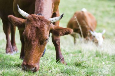 Yeşil mera otlatma iki kahverengi inek pastoral görünümünü alan fr