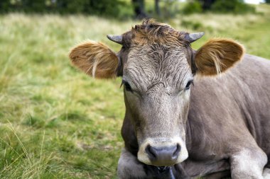 Cennet gibi güzel komik kahverengi inek yeşil mera yuh Serme görünümünü