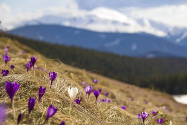 Muhteşem çiçek açan şaşırtıcı ilk parlak mor güzel görünümü