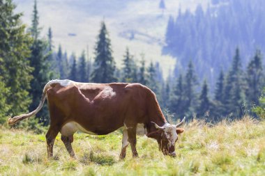 Güzel kahverengi inek yeşil mera otlatma pastoral görünümü alan fr