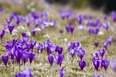 Karpat Dağları Vadisi'nde hayret verici biçimde çiçeklenme Menekşe çiğdemler güzel manzarasına parlak bahar sabahı. Ekoloji sorunları, doğanın korunması ve güzellik hayat kavramı.
