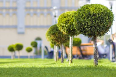 Şehir Parkı güneşli yaz gününde Dekoratif ağaçlar ile parlak cephede yeşil çim. Kentsel çevre içinde güzel dinlenme alanı.