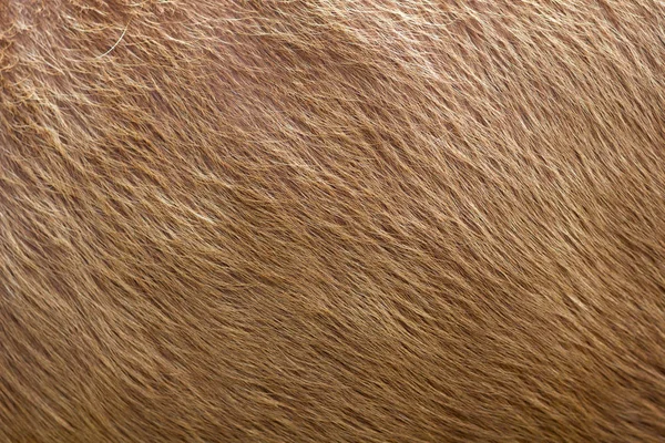 Detailní záběr z hnědé měkké vlněné textury pozadí. Chlupaté kožešinové ovce, kráva nebo lýtka. Teplo a pohodlí. — Stock fotografie