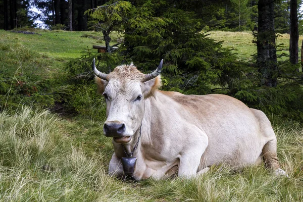 Idyllischer Blick auf zwei braune Kühe, die auf einer grünen Weide grasen. — Stockfoto