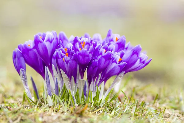 Крупный план чудесных цветущих фиолетовых крокусов в Карпатской долине гор ярким весенним утром. Защита природы и красота концепции жизни . — стоковое фото