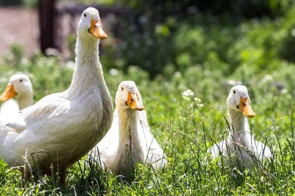 Patos brancos na grama verde na fazenda — Fotografia de Stock