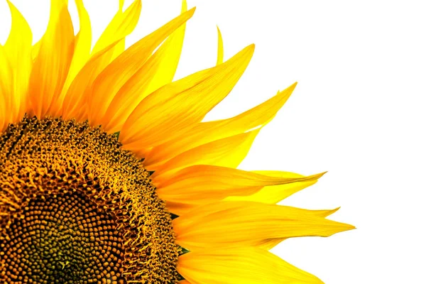 Detail rohu slunečnice listy na bílém pozadí — Stock fotografie