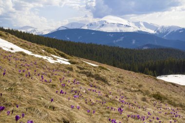 Muhteşem çiçek açan şaşırtıcı ilk parlak mor güzel görünümü