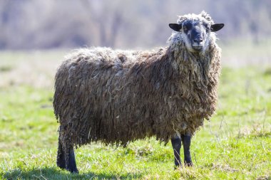 Uzun kıvırcık beyaz gri ile büyük sağlıklı koyun yan görünüm fleece gururla kamerada parlak arka plan bulanık üzerinde seyir yeşil çimenli alan tek başına ayakta.