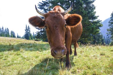 Güzel kahverengi inek yeşil mera otlatma pastoral görünümü alan fr
