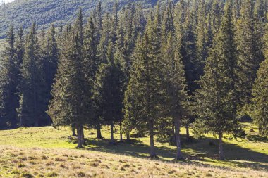 Dağ, dik yamaçta büyüyen muhteşem çam ormanı ile lüks yeşil çim kaplı. Güçlü ağaç gövdeleri ile parlayan parlak güneş ışınları. Ulusal Miras ve orman koruma kavramı.