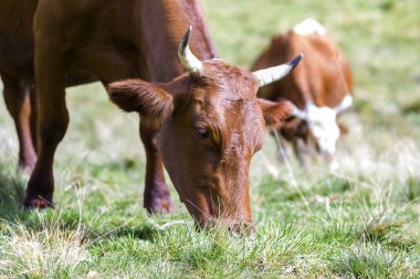 Yeşil mera otlatma iki kahverengi inek pastoral görünümünü alan fr