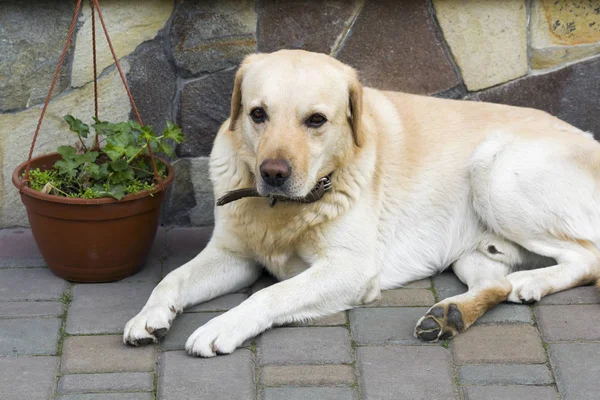 大きな明るい黄色茶色犬ラブラドル ・ レトリーバー犬はの前にあります。 — ストック写真