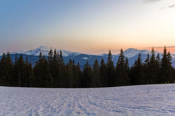 Majestic view of Carpathian mountains at sunrise or sunset. Valley covered with clean snow, transparent fresh air, dense evergreen forest and soft sun glow over distant snow-covered mountain range. — Stock Photo, Image