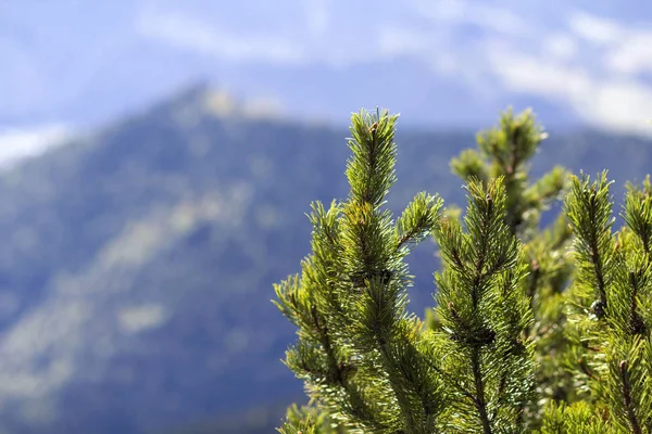 夏の曇り青空の下で常緑の森に覆われた霧の山々の壮大な息をのむような平和的なぼやけた景色を背景に美しい新緑モミの木のクローズアップ. — ストック写真