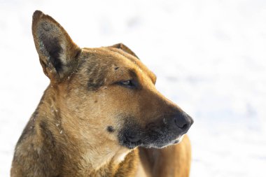 Sarı bir köpek pet açık havada beyaz karda Close-Up