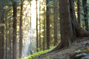 Büyüyen muhteşem nefes kesen huzurlu Karpat çam ormanı
