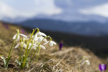 Grup güzel ihale kardelen ve bir parlak mor Çiğdem