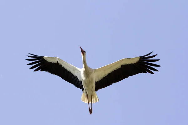 Elegante bonito pássaro cegonha branca com asas espalhadas, cauda preta — Fotografia de Stock