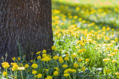 Güzel bahar ya da yaz vahşi orman ya da parlak güneşli d park
