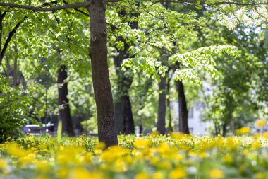 Güzel bahar ya da yaz vahşi orman ya da parlak güneşli d park