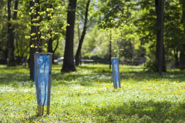 Genç yeşil fidan ağaçlar mavi pl ile satır güzel manzara