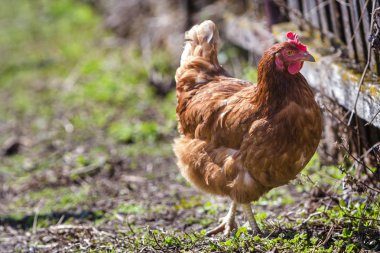 Açık havada yeşil mead besleme büyük güzel güzel kırmızı kahverengi tavuk